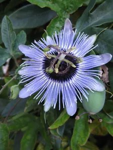 Passiflora Caerulea Blue Bouquet Passionflower Exotic Seeds Fresh Garden