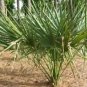 Sabal X Texensis Texas Palmetto Seeds Fresh Garden