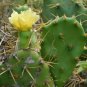 Opuntia Dillenii Beach Prickly Pear Cactus Seeds Fresh Garden