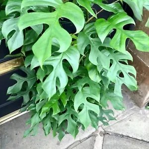 Rhaphidophora Tetrasperma Mini Monstera Exotic Tropical Seeds Fresh Garden