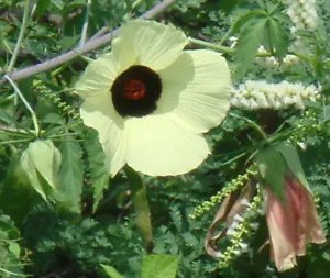Hibiscus Vitifolius Grape Leaved Hibiscus Seeds Fresh Garden