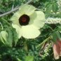 Hibiscus Vitifolius Grape Leaved Hibiscus Seeds Fresh Garden