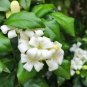 Murraya Paniculata Orange Jasmine Seeds Fresh Garden