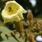 Fernandoa Syn Haplophragma Adenophylla Yellow Trumpet Tree Seeds Fresh Garden