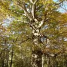 Fagus Grandifolia American Beech Tree Seeds Fresh Garden