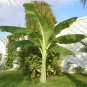 Ensete Glaucum Snow Banana Seeds Fresh Garden