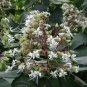 Clerodendrum Infortunatum Hill Glory Bower Seeds Fresh Garden