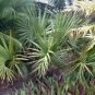 Sabal Miamiensis Miami Palmetto Seeds Fresh Garden