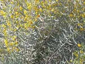 Cassia Phyllodinea Cassia Yellow Flowers Seeds Fresh Garden