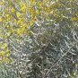 Cassia Phyllodinea Cassia Yellow Flowers Seeds Fresh Garden