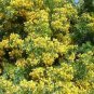 Cassia Condolleana Cassia Yellow Flowers Seeds Fresh Garden