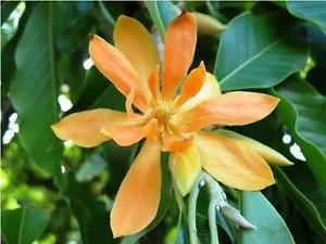 Michelia Champaca Evergreen Extremely Fragrant Flowers Seeds Fresh Garden