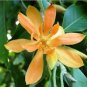 Michelia Champaca Evergreen Extremely Fragrant Flowers Seeds Fresh Garden
