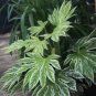Fatsia Japonica Spiders Web Japanese Aralia Seeds Very Exotic Fresh Garden