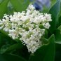 Ligustrum Japonicum Japanese Privet Evergreen Shrub Hardy 1 Plant Fresh Garden