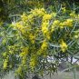 Acacia Confusa Hardy Acacia Exotic Seeds Fresh Garden