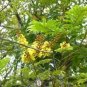 Acacia Ferruginea Hardy Acacia Exotic Seeds Fresh Garden