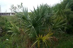 Sabal Minor Mccurtain Cold Hardy Dwarf Palmetto Seeds Fresh Garden
