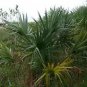 Sabal Minor Mccurtain Cold Hardy Dwarf Palmetto Seeds Fresh Garden