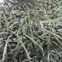Schefflera (Dizygotheca) Elegantissima False Aralia Seeds Fresh Garden