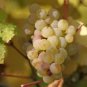 Vitis Vinifera Riesling Wine Grape Seeds Fresh Garden