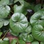 Farfugium Japonicum Gigantea Giant Leopard Plant Seeds Fresh Garden