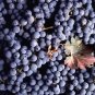 Vitis Vinifera Cabernet Sauvignon Wine Grape Seeds Fresh Garden