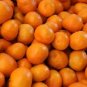 Citrus Reticulata Murcott Honey Tangerine Tree Seeds Fresh Garden