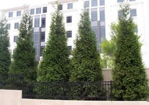 Thuja Green Giant Arborvitae Seeds Fresh Garden