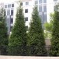 Thuja Green Giant Arborvitae Seeds Fresh Garden