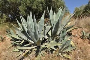 Agave Americana Huge Hardy Agave Exotic Seeds Fresh Garden
