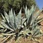 Agave Americana Huge Hardy Agave Exotic Seeds Fresh Garden
