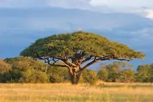 Acacia Senegal Gum Acacia Tree Exotic Seeds Fresh Garden
