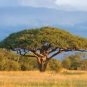 Acacia Senegal Gum Acacia Tree Exotic Seeds Fresh Garden