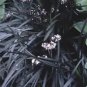Ophiopogon Planiscapus Nigrescens Black Mondo Grass Seeds Fresh Garden