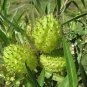 Asclepias Physocarpa Syn Gomphocarpus Family Jewels Attracts Monarchs Seeds Fresh Garden