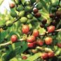 Coffea Liberica Liberian Coffee Seeds Fresh Garden