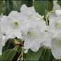Rhododendron Griffithianum Rhododendron Seeds Fresh Garden
