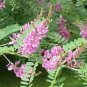 Indigofera Tinctoria Indigo 10 Seeds Fresh Garden
