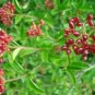 Viburnum Foetidum Evergreen Shrub Seeds Fresh Garden