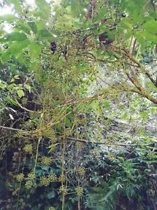 Schefflera Pubigera Unique Tree Seeds Fresh Garden