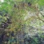 Schefflera Pubigera Unique Tree Seeds Fresh Garden