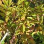 Zanthoxylum Armatum Winged Prickly Ash Seeds Fresh Garden