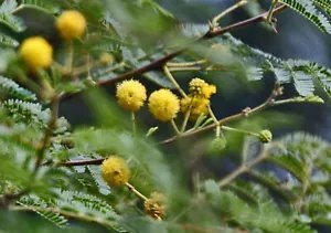 Acacia Nilotica Gum Arabic Exotic Seeds Fresh Garden