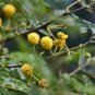 Acacia Nilotica Gum Arabic Exotic Seeds Fresh Garden