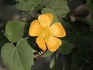 Abutilon Indicum Unique Perennial Seeds Fresh Garden