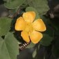 Abutilon Indicum Unique Perennial Seeds Fresh Garden