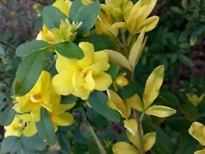 Jasminum Mesnyi Sun Glo Hardy Yellow Jasmine 1 Plant Fresh Garden