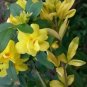 Jasminum Mesnyi Sun Glo Hardy Yellow Jasmine 1 Plant Fresh Garden