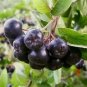 Aronia Melanocarpa Chokeberry Seeds Fresh Garden
